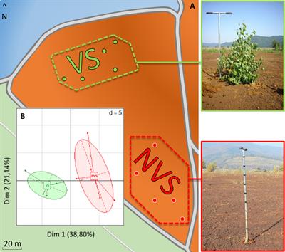 Streptomyces Dominate the Soil Under Betula Trees That Have Naturally Colonized a Red Gypsum Landfill